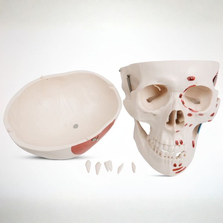 Anatomiczna czaszka z odchyloną górną częścią i wyjmowanymi zębami