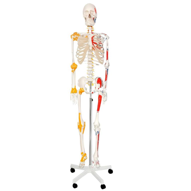 Anatomiczny model szkieletu człowieka z mięśniami i ścięgnami na stojaku na kółkach, widok z przodu
