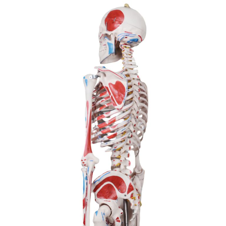 Anatomiczny model szkieletu człowieka w naturalnej wielkości z kolorowym oznaczeniem mięśni i ścięgien na jednej połowie ciała, widok z profilu