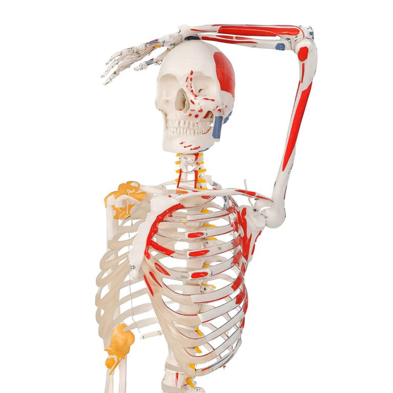 Anatomiczny model z oznaczonymi mięśniami i ścięgnami, prawa ręka uniesiona nad głowę