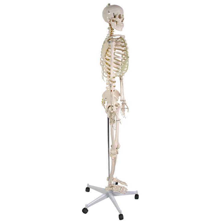 Anatomický model lidské kostry dospělého muže na stojanu s kolečky, pohled z profilu