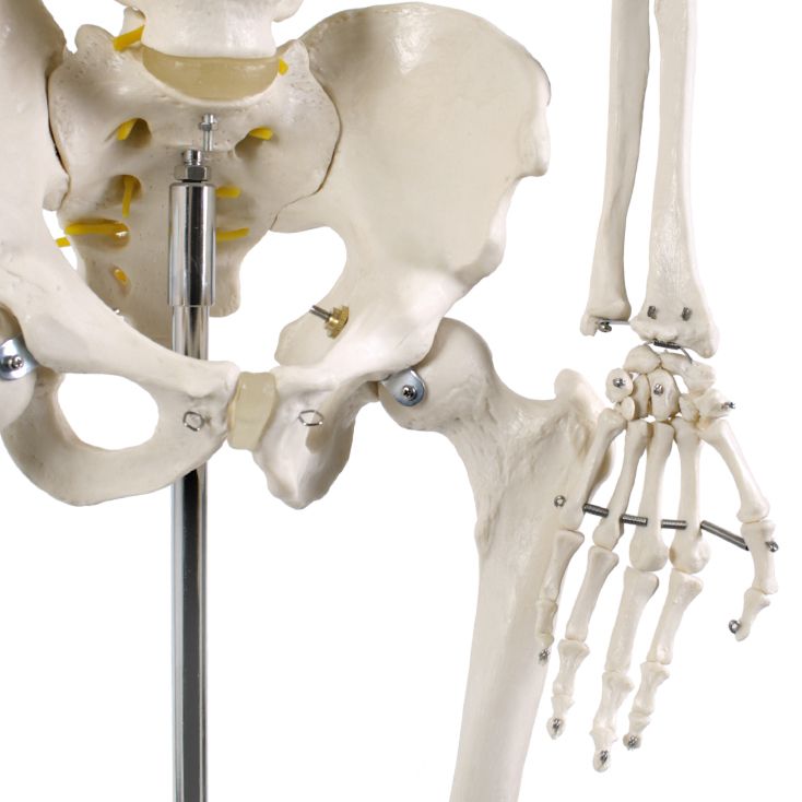 Detail pánve a pravé horní končetiny anatomického modelu lidské kostry na stojanu