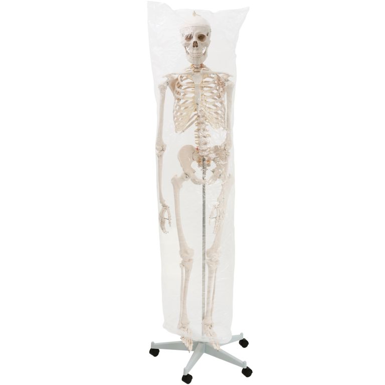 Anatomický model lidské kostry na stojanu zabalený v protiprachovém obalu