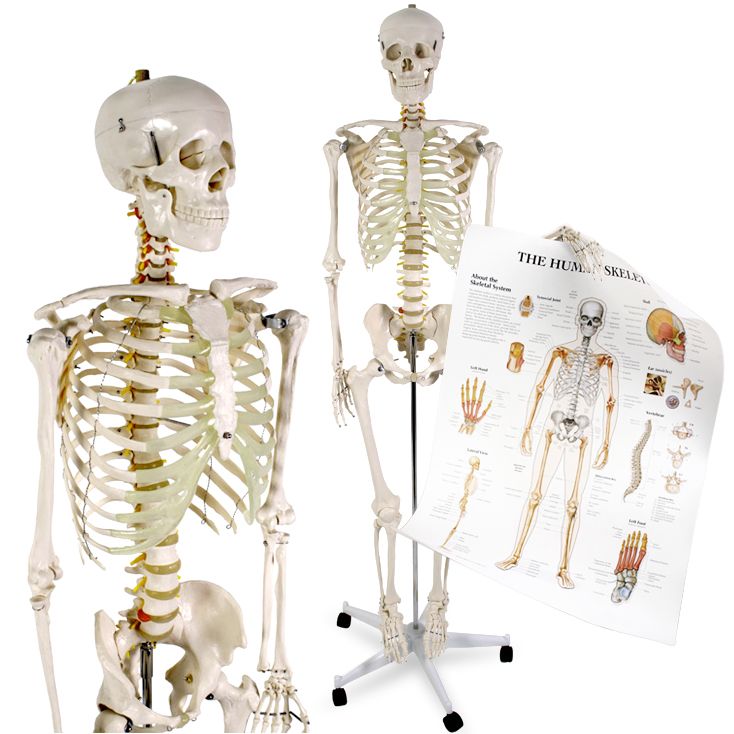 Anatomický model lidské kostry na pojízdném stojanu s odklopenou lebkou a přiloženým výukovým plakátem