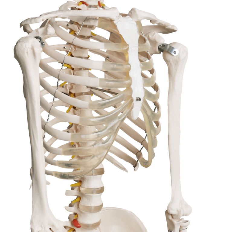 Detail anatomického modelu hrudníku lidské kostry se zřetelně viditelnými žebry, páteří a ramenními kostmi
