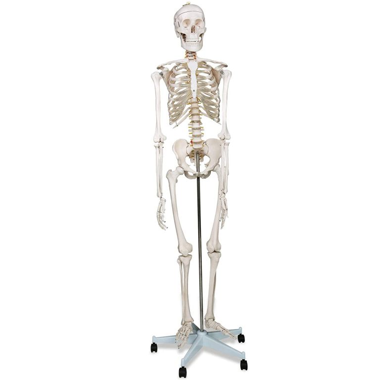 Model schelet anatomic, 181,5 cm