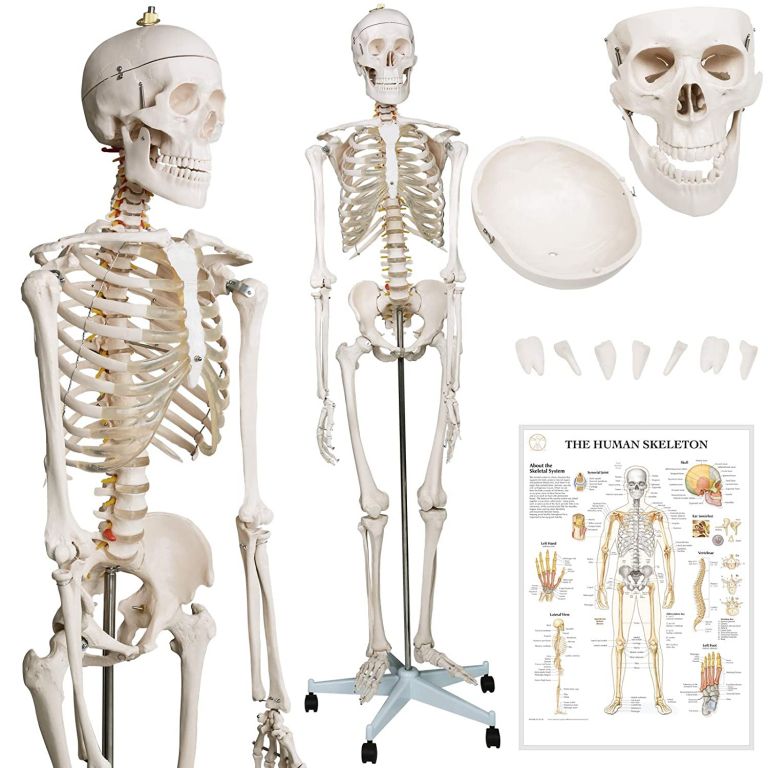 Kostra ľudskej anatómie 181,5 cm