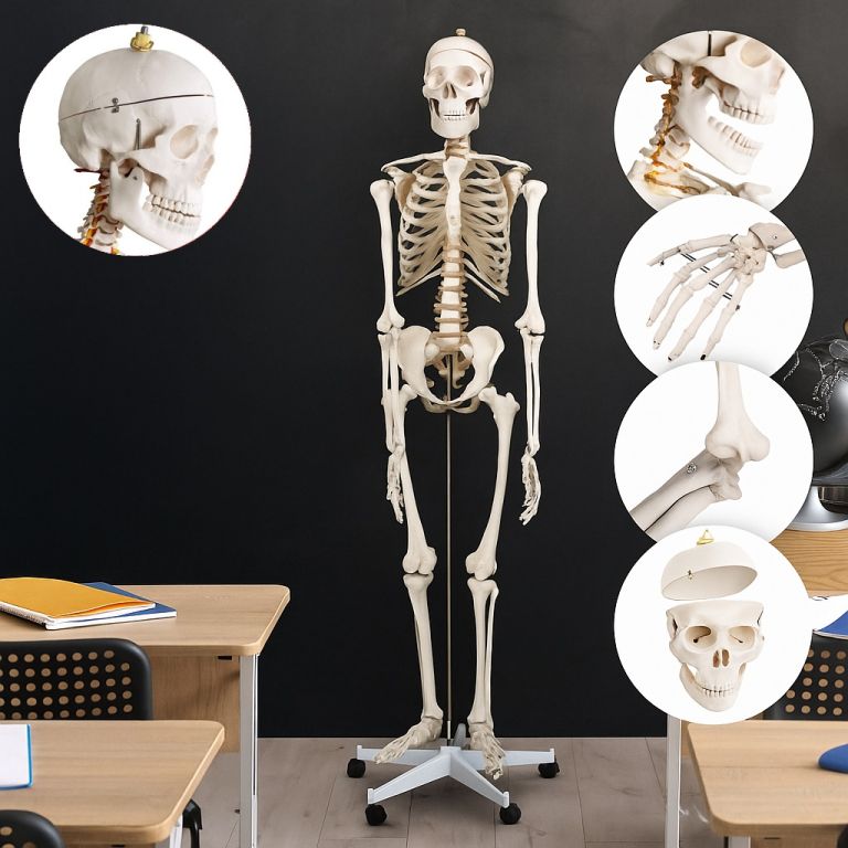 JAGO Kostra lidské anatomie, 181,5 cm